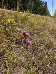 Liatris pilosa