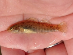 Etheostoma caeruleum