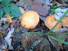 Leratiomyces ceres