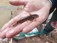 Chiloglanis anoterus