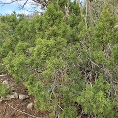 Juniperus monosperma
