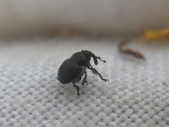 Zacladus exiguus