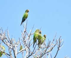 Eupsittula canicularis