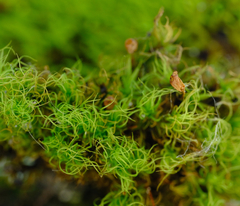 Bartramia pomiformis