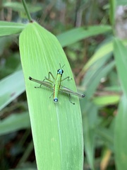 Eumastax
