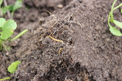 Haplophilus subterraneus