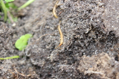 Haplophilus subterraneus