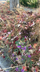 Linaria purpurea