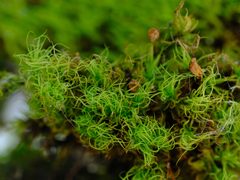 Bartramia pomiformis