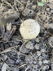 Scleroderma citrinum