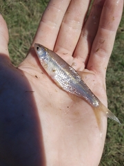 Notemigonus crysoleucas