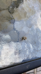 Corythucha marmorata