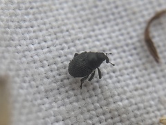 Zacladus exiguus