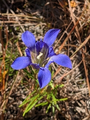 Gentiana autumnalis