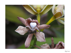 Thomisus spectabilis