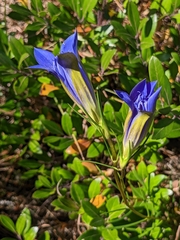 Gentiana autumnalis