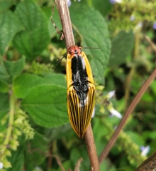 Semiotus cuspidatus