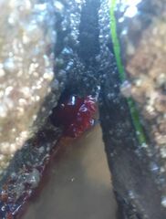 Actinia mediterranea