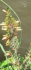 Cuphea micropetala