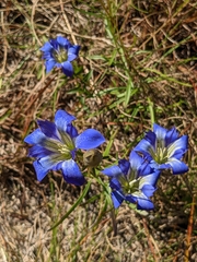 Gentiana autumnalis