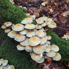Hypholoma fasciculare