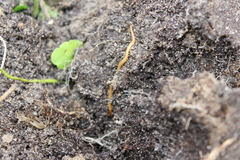 Haplophilus subterraneus