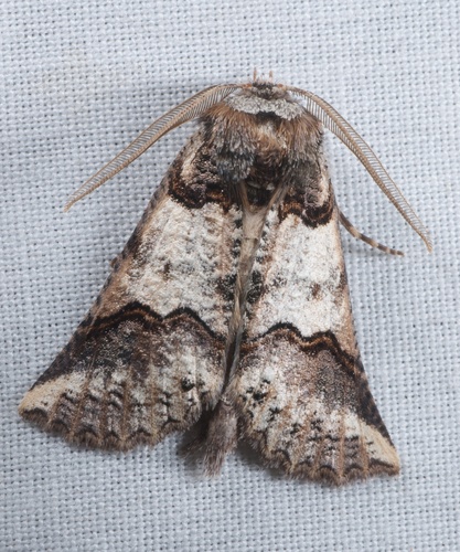 Butterflies photo 6