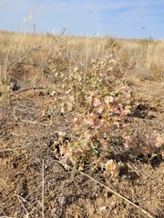 Salsoleae