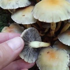 Hypholoma fasciculare