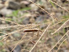 Zelus cervicalis