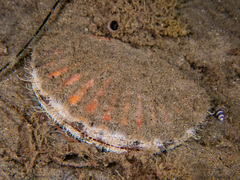 Leopecten diegensis