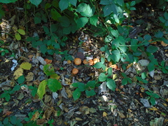 Leratiomyces ceres