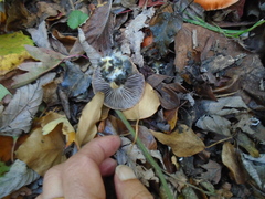 Leratiomyces ceres