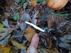Leratiomyces ceres