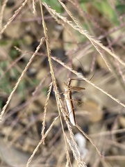 Zelus cervicalis
