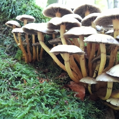 Hypholoma fasciculare