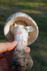 Amanita mutabilis