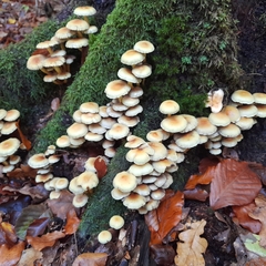 Hypholoma fasciculare