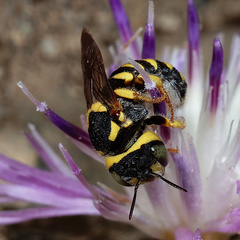 Pseudoanthidium scapulare