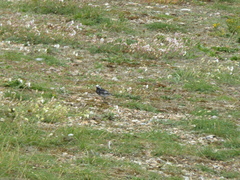 Motacilla alba yarrellii