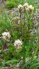 Castilleja parviflora albida