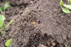 Haplophilus subterraneus