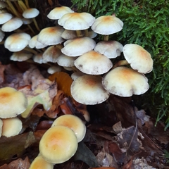 Hypholoma fasciculare