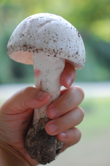 Amanita mutabilis