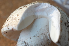 Amanita mutabilis