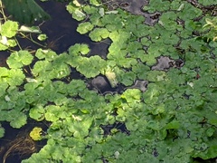 Hydrocotyle ranunculoides