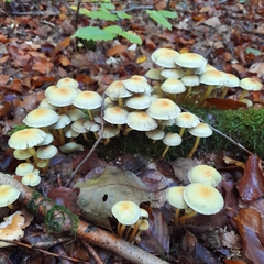 Hypholoma fasciculare