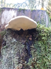 Fomitopsis pinicola