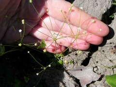 Androsace filiformis