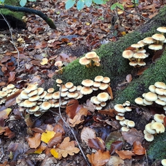 Hypholoma fasciculare